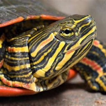 Members Only & Newsletter